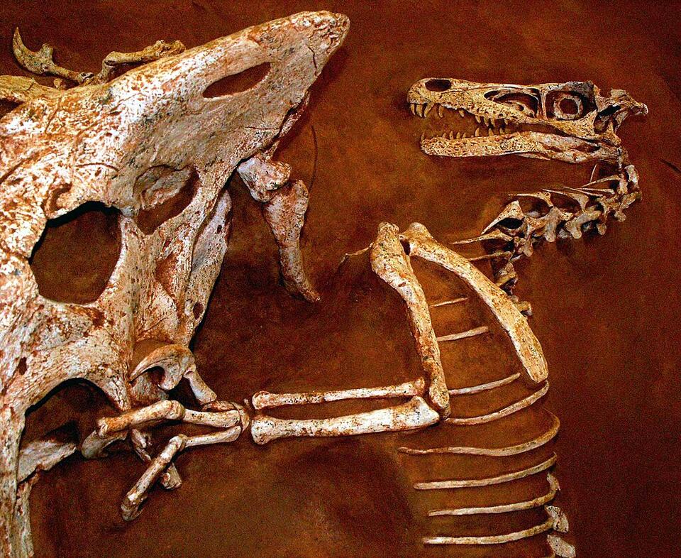 Dino Diets: Fossilized Stomachs Spill Secrets