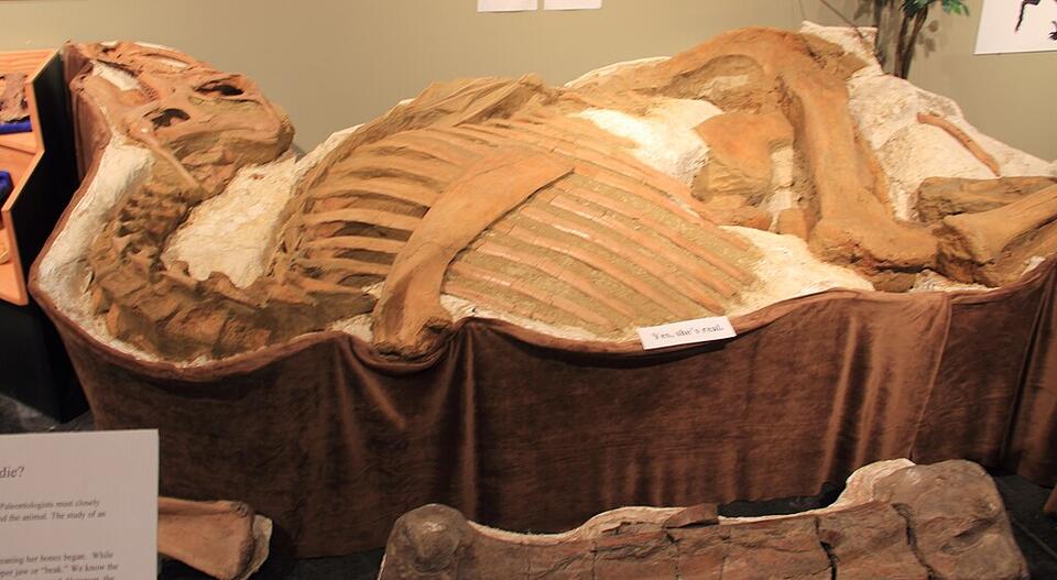 Dino Diets: Fossilized Stomachs Spill Secrets