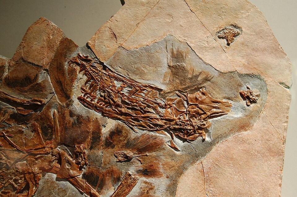 Dino Diets: Fossilized Stomachs Spill Secrets