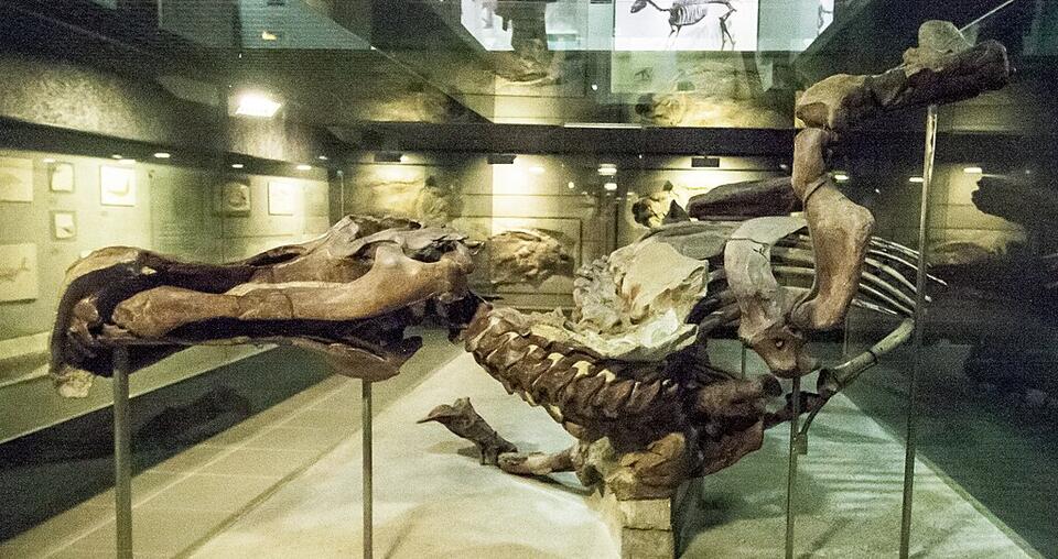 Dino Diets: Fossilized Stomachs Spill Secrets
