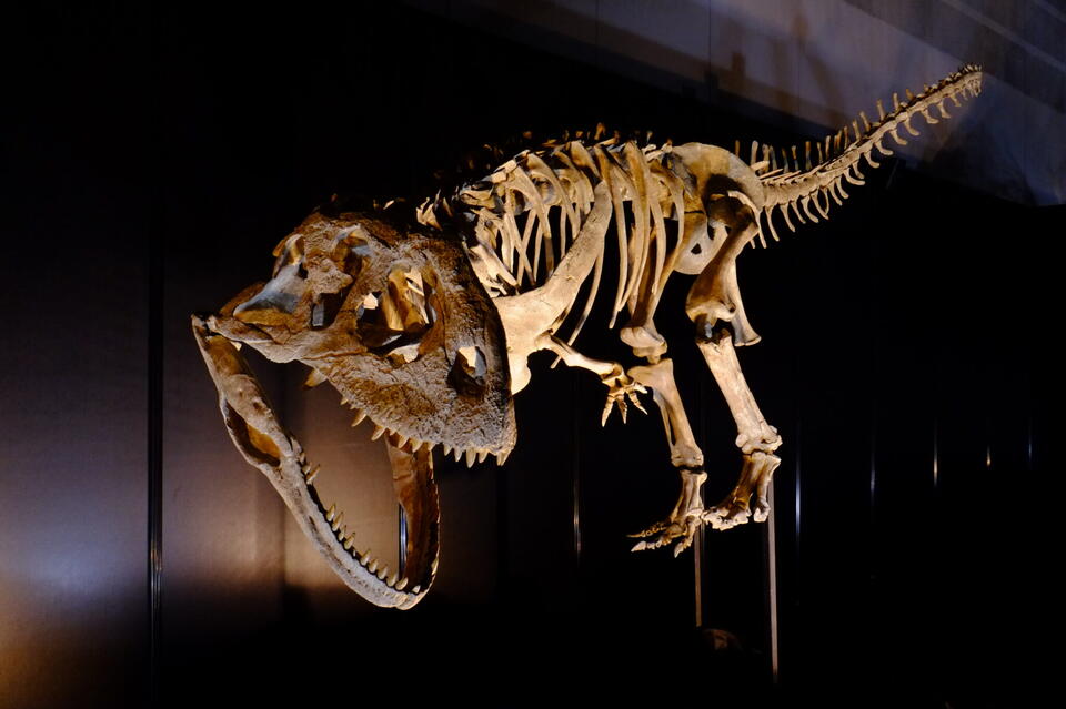 Dino Diets: Fossilized Stomachs Spill Secrets