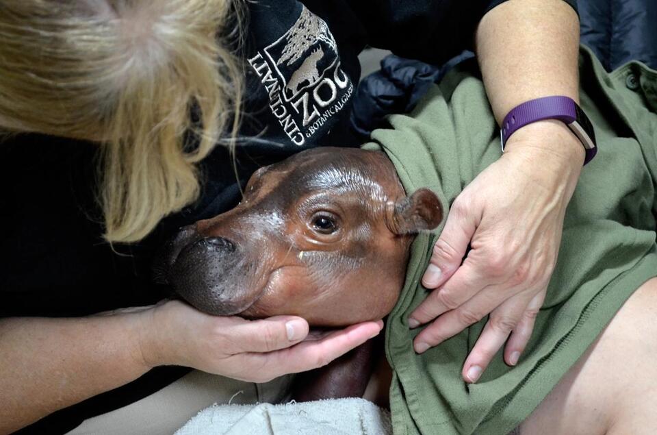 Fiona the hippo: Cincinnati’s superstar still making waves