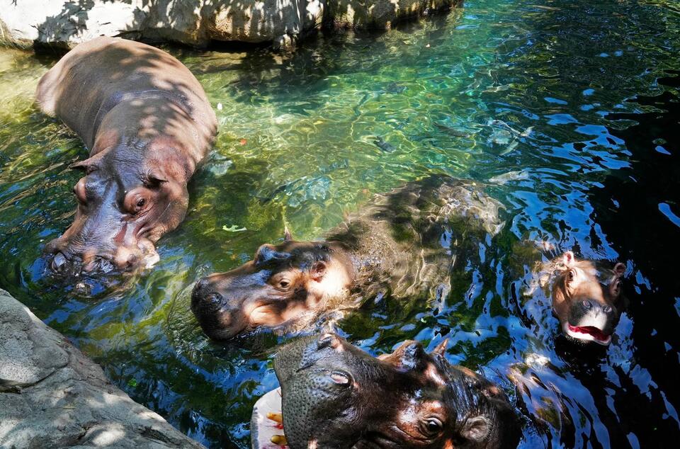 Fiona the hippo: Cincinnati’s superstar still making waves