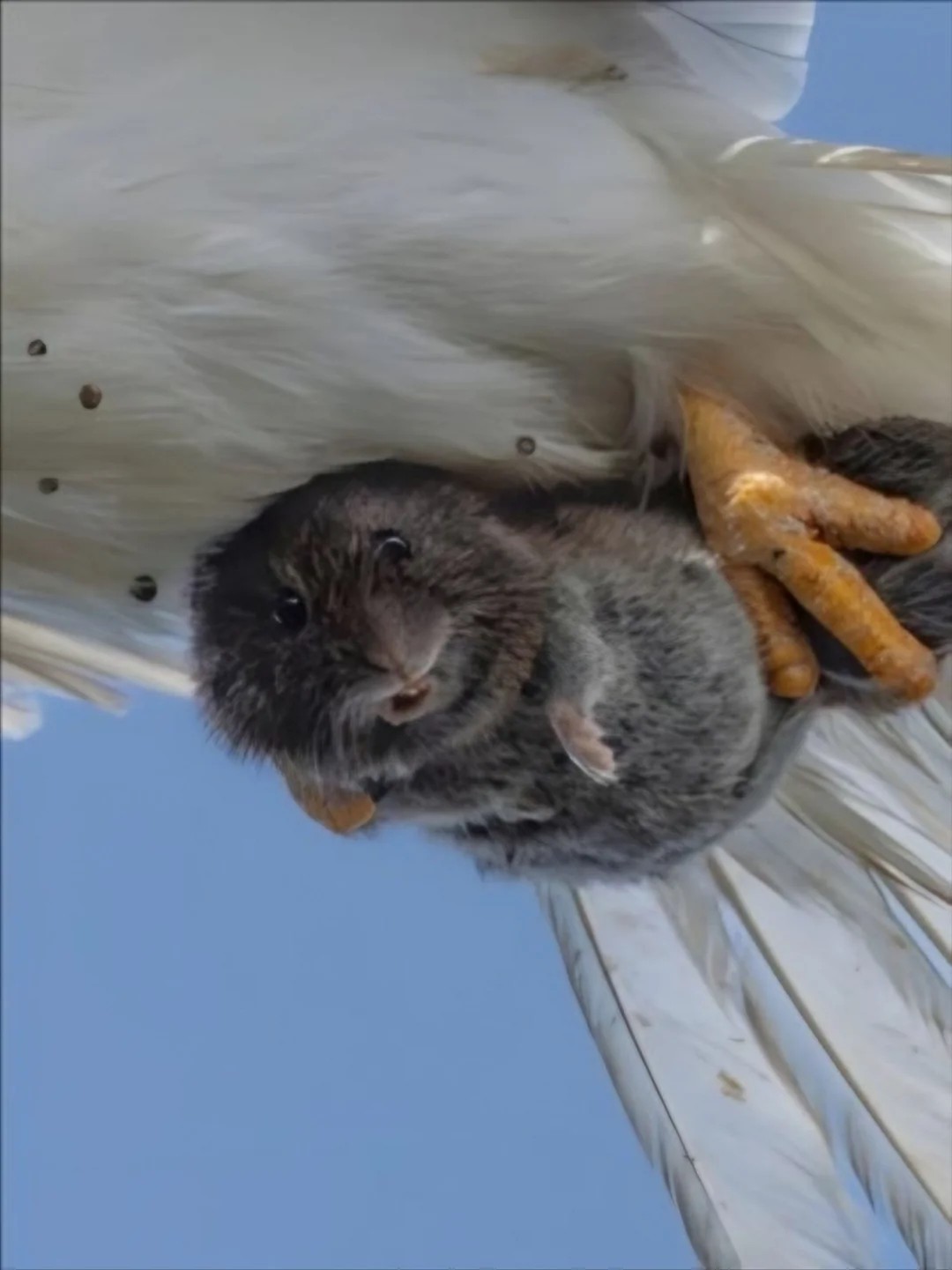 When the Prey Notices the Camera Before the Predator 🐾📸