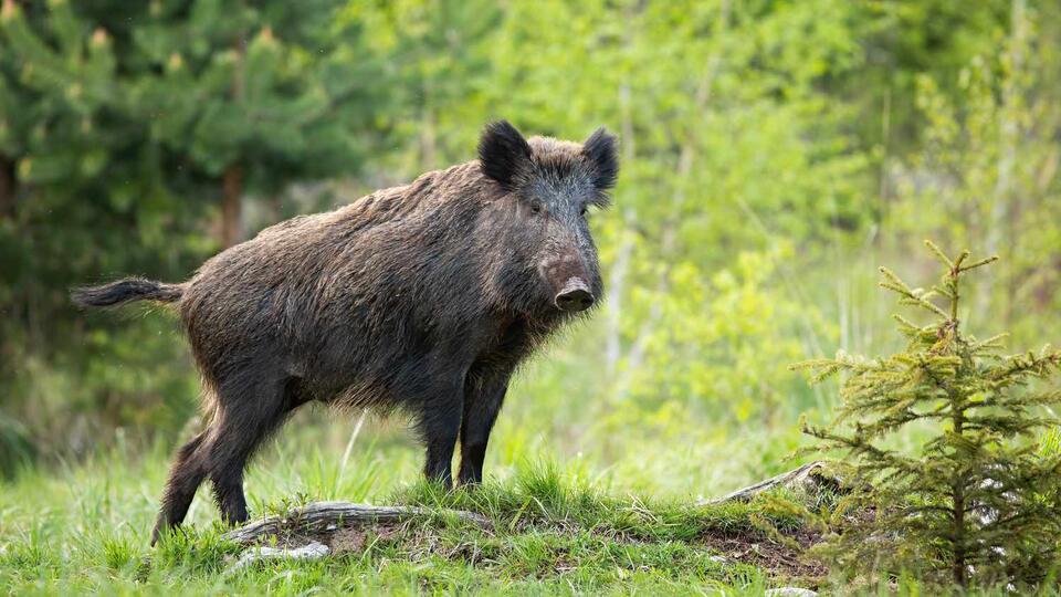 Spotting wild pigs across Texas: What to know
