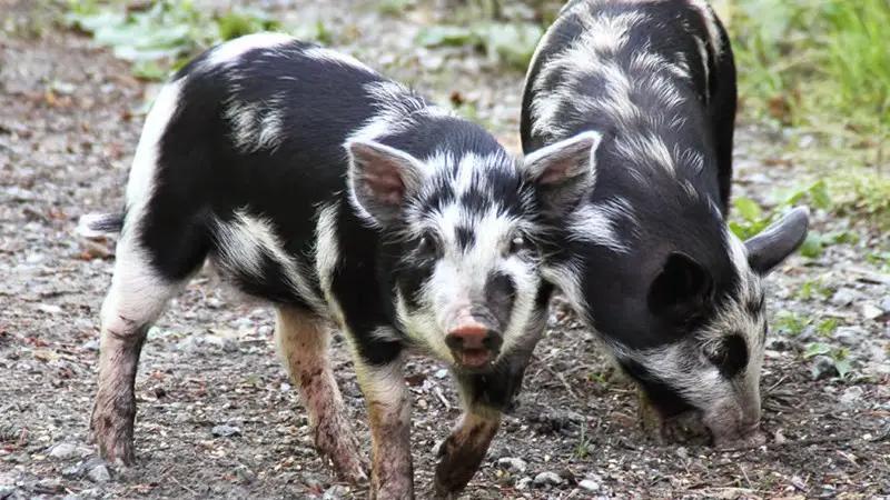 Spotting wild pigs across Texas: What to know