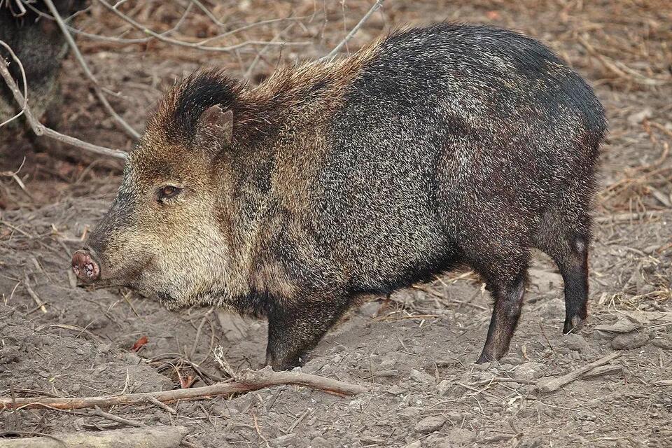 Spotting wild pigs across Texas: What to know