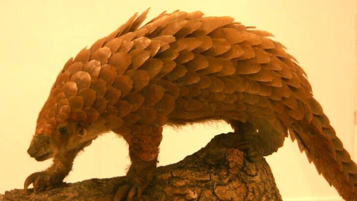 Electric Pangolin Is Real?!