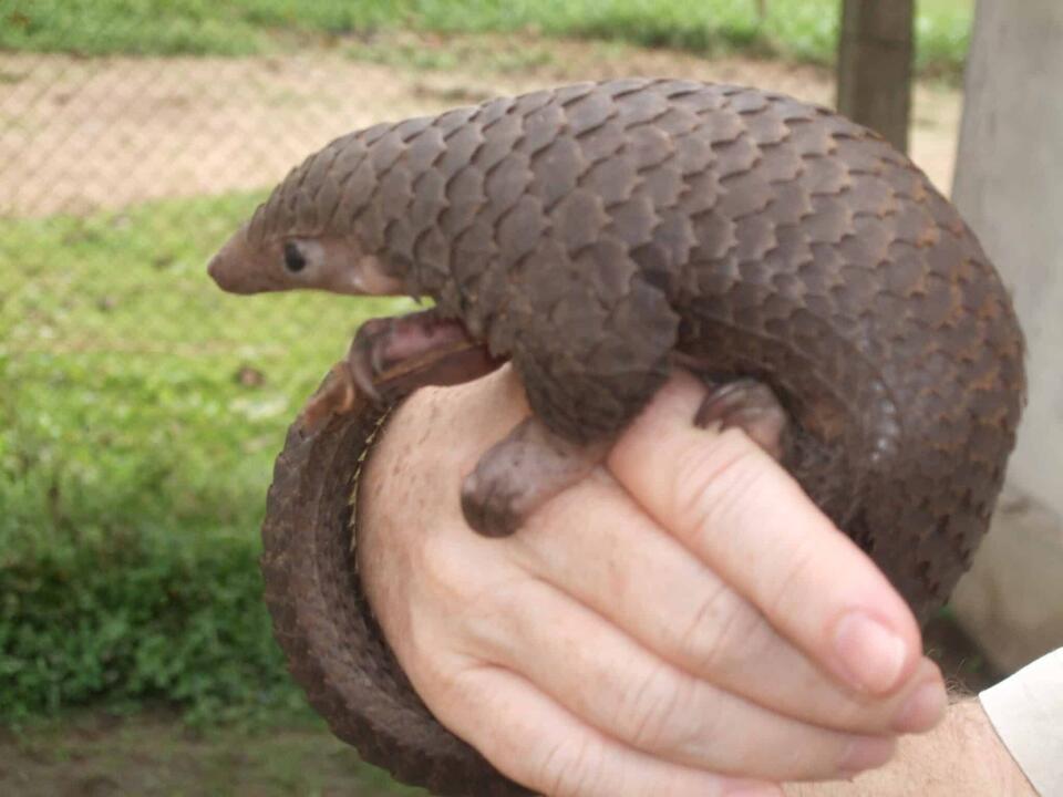 Electric Pangolin Is Real?!