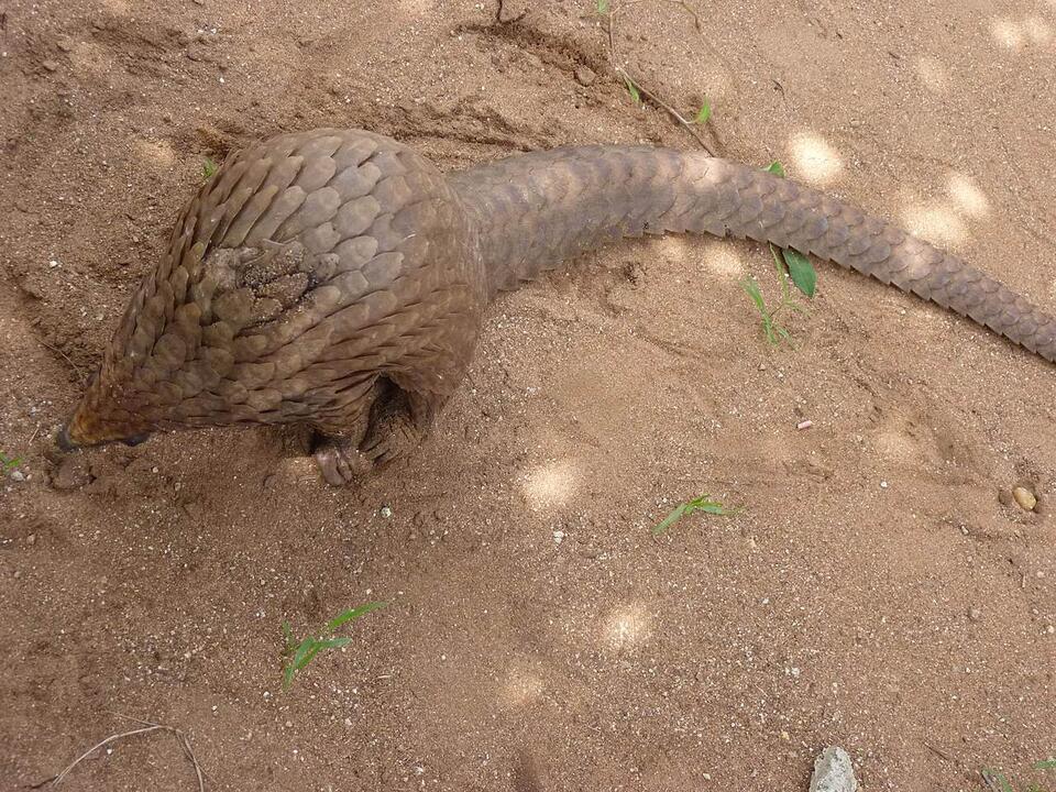 Electric Pangolin Is Real?!