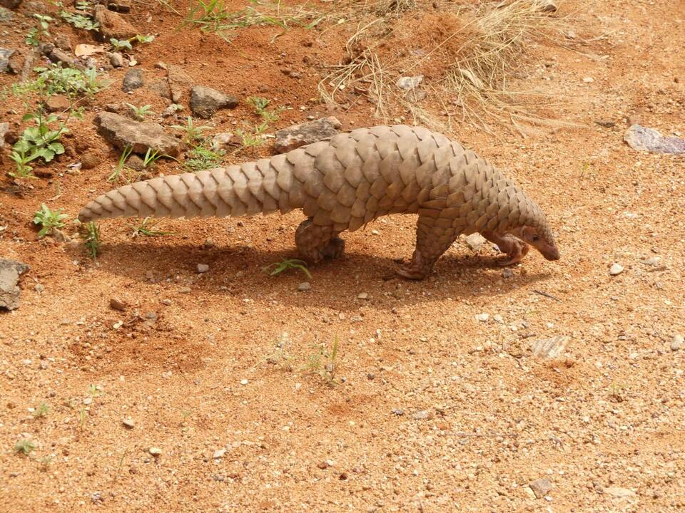 Electric Pangolin Is Real?!