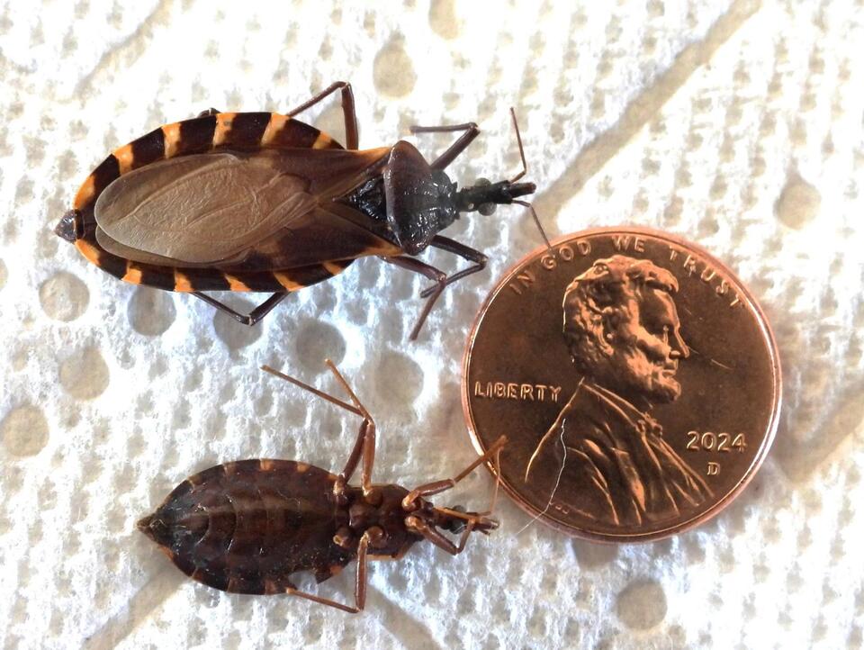 ‘Kissing Bug’ Disease Is Now a US Thing?!