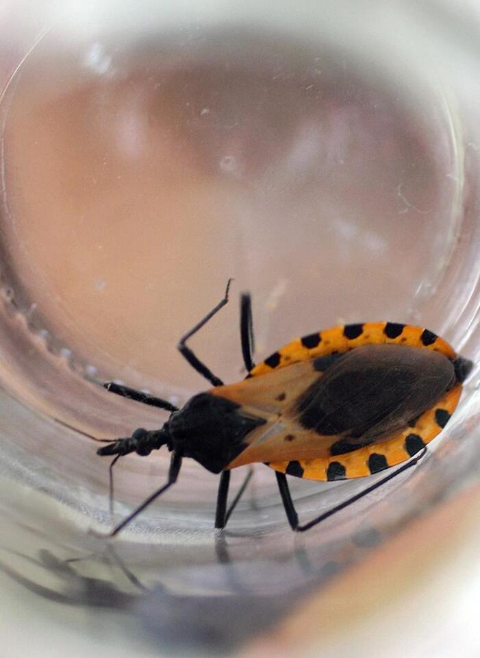 ‘Kissing Bug’ Disease Is Now a US Thing?!