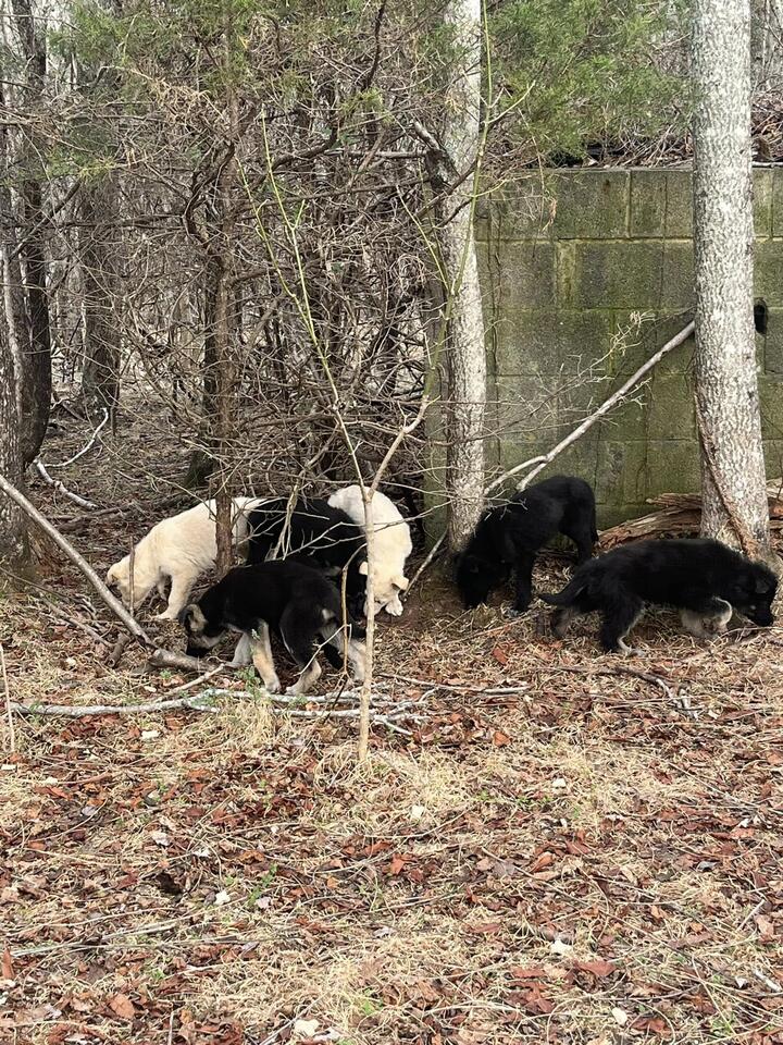 Eleven puppies abandoned in Ridgeway woods