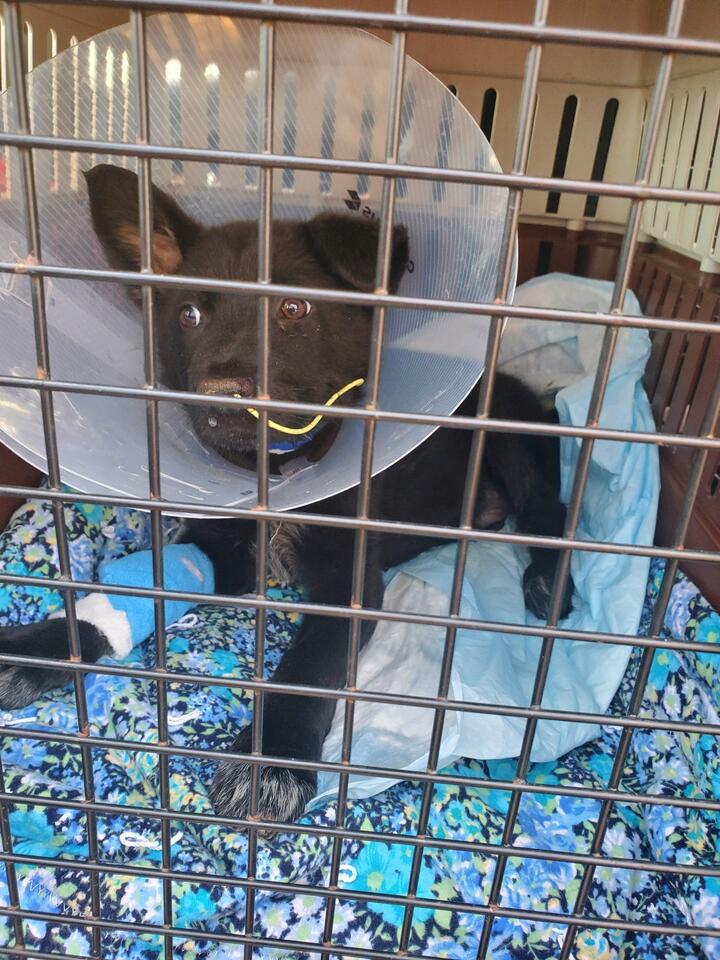 Eleven puppies abandoned in Ridgeway woods