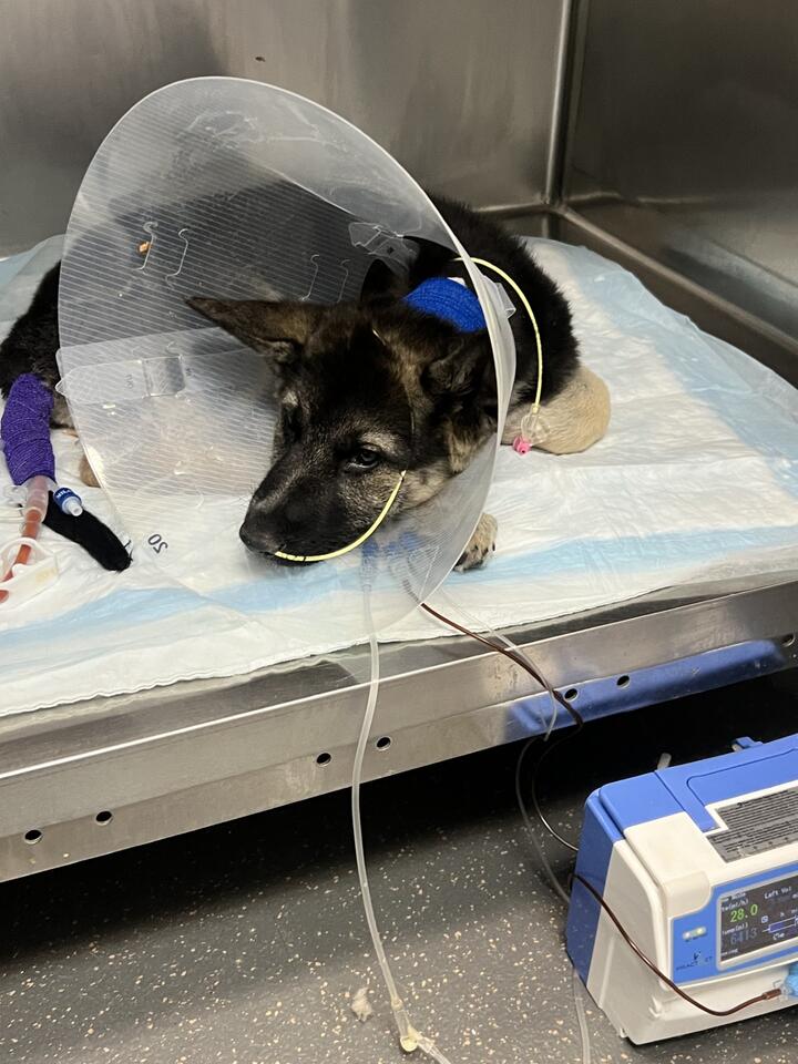 Eleven puppies abandoned in Ridgeway woods