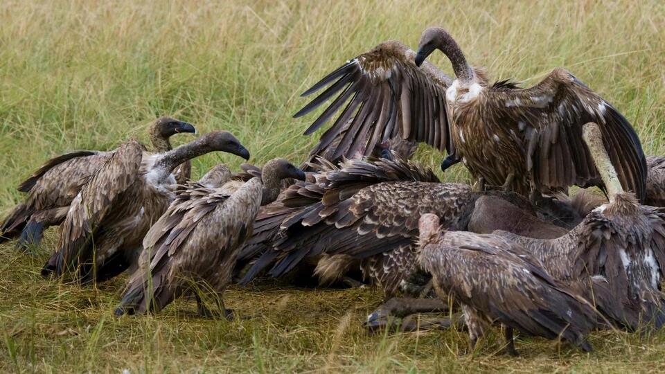 Plastic Waste Is Killing Wildlife Fast