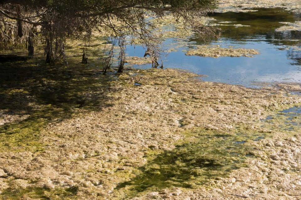 Massive marine die-off hits Aussie beaches