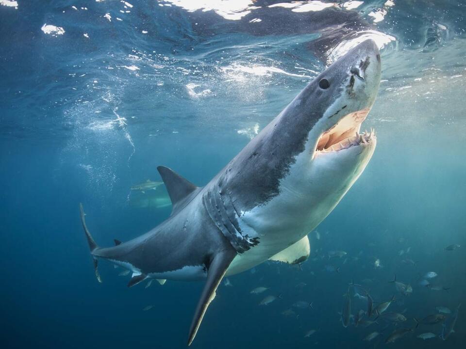 Shark Bros? Great Whites Break the Rules