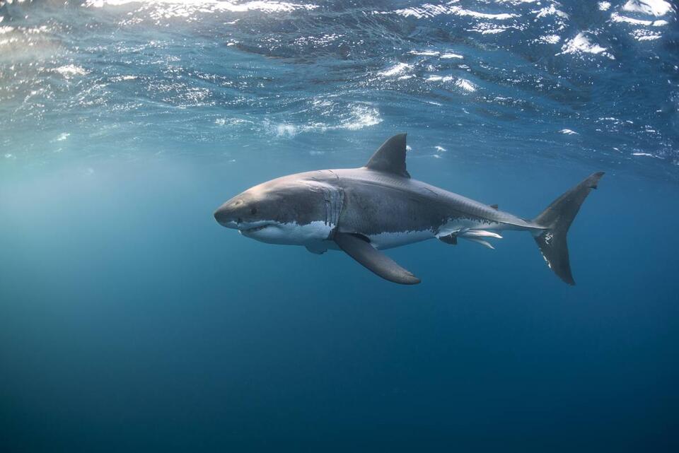 Shark Bros? Great Whites Break the Rules