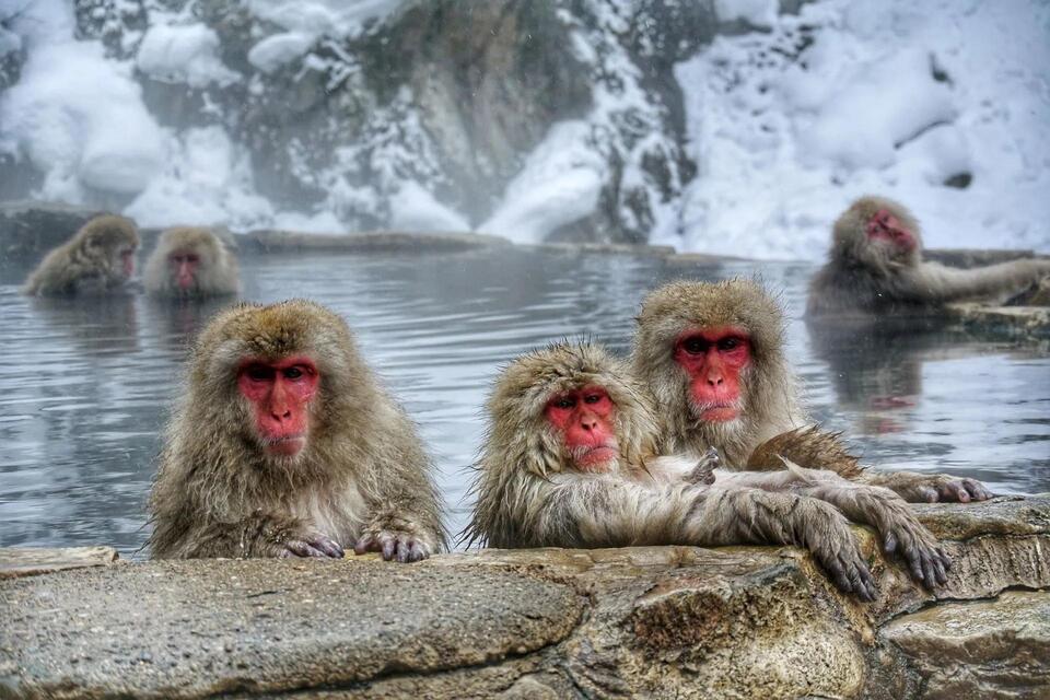Snow Monkeys Are Skipping Meals?!
