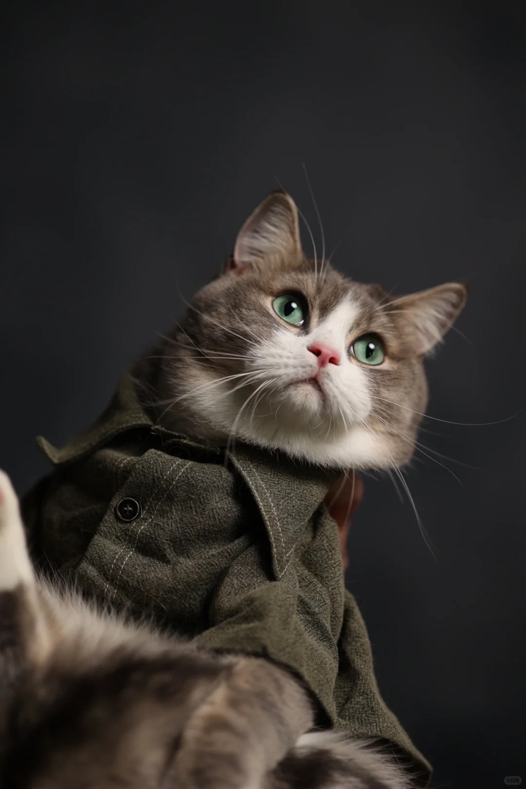 Taking my cat for a portrait session