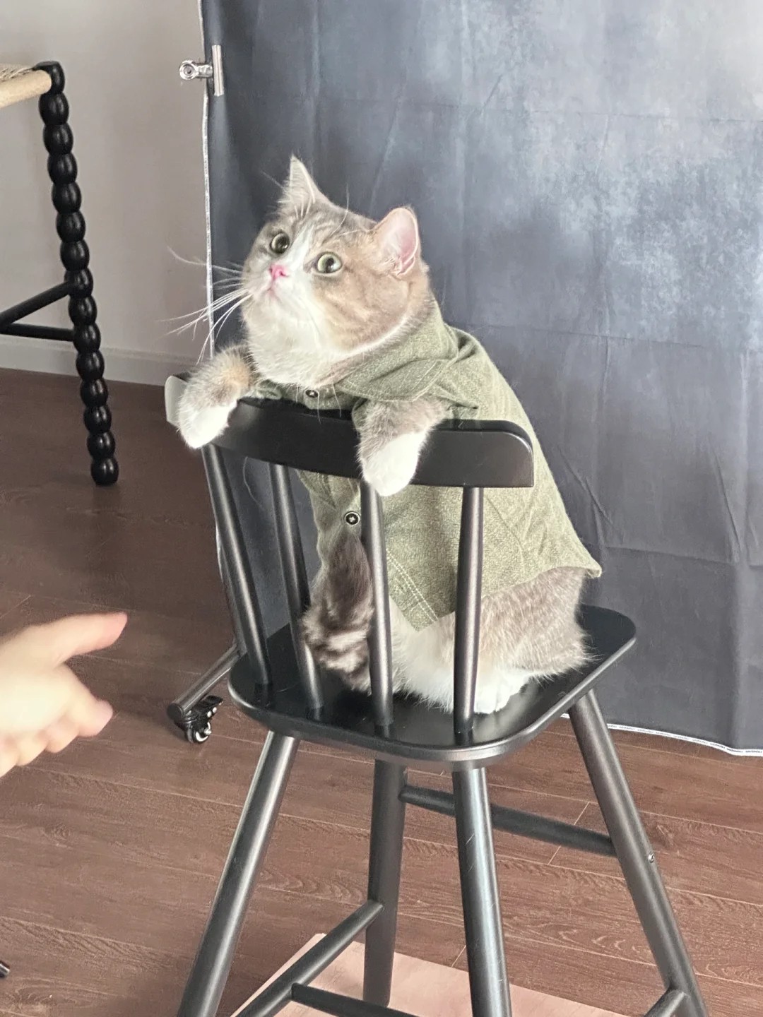 Taking my cat for a portrait session
