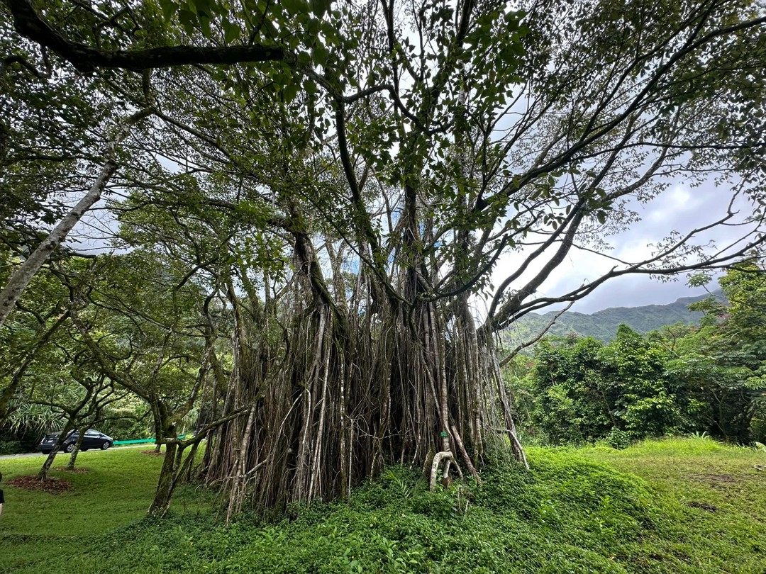 Unexpectedly Cool Hawaiian Summer