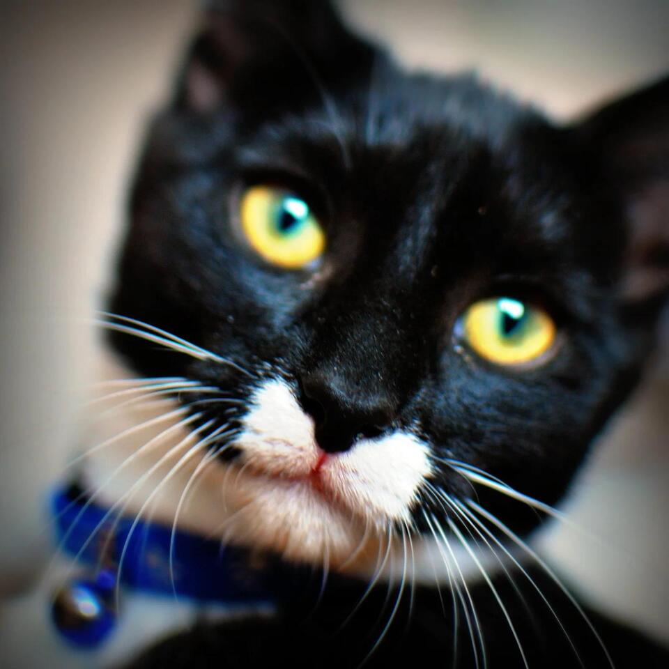 Is Your Cat Secretly Obsessed With You?