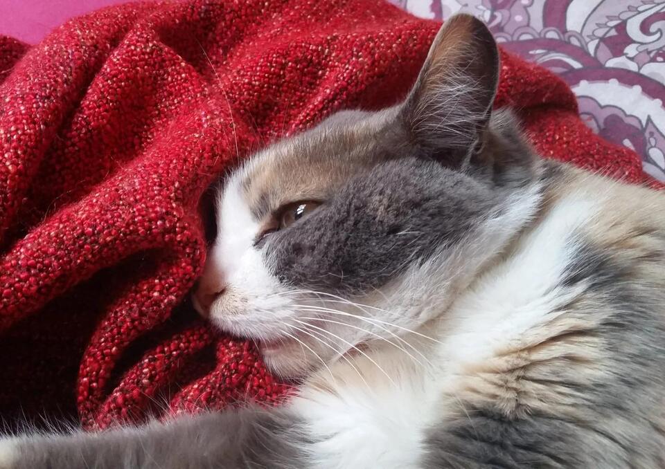 Is Your Cat Secretly Obsessed With You?