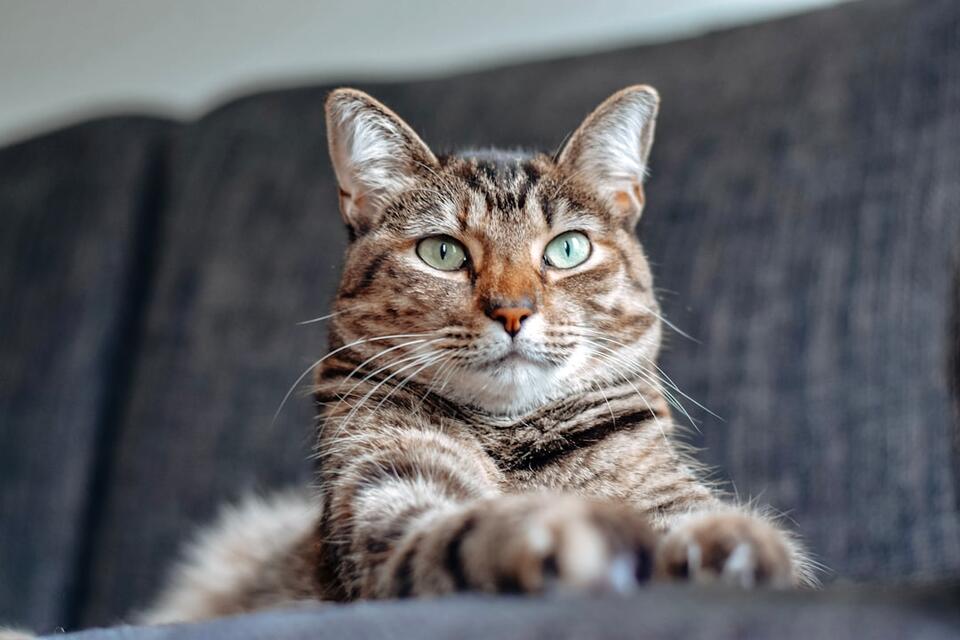 Is Your Cat Secretly Obsessed With You?