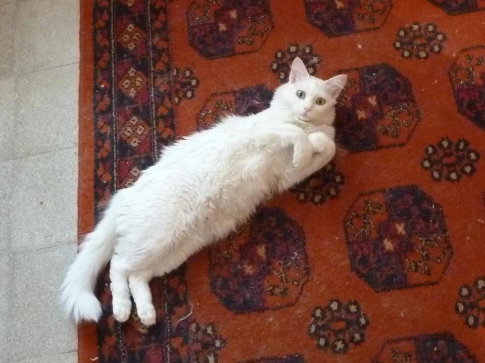 Is Your Cat Secretly Obsessed With You?