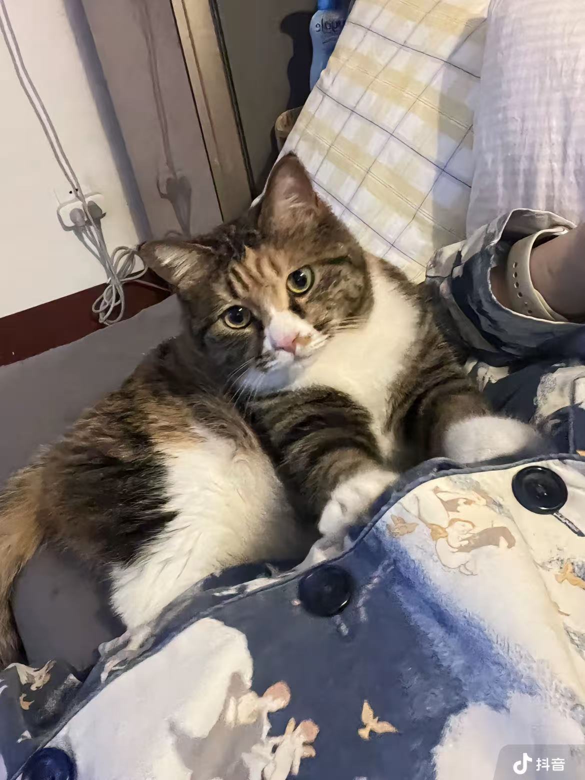 The Little Alarm That Followed Me Home