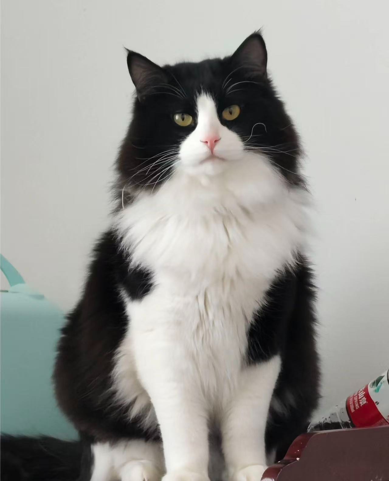 Gentle Waiting at the Rescue Center