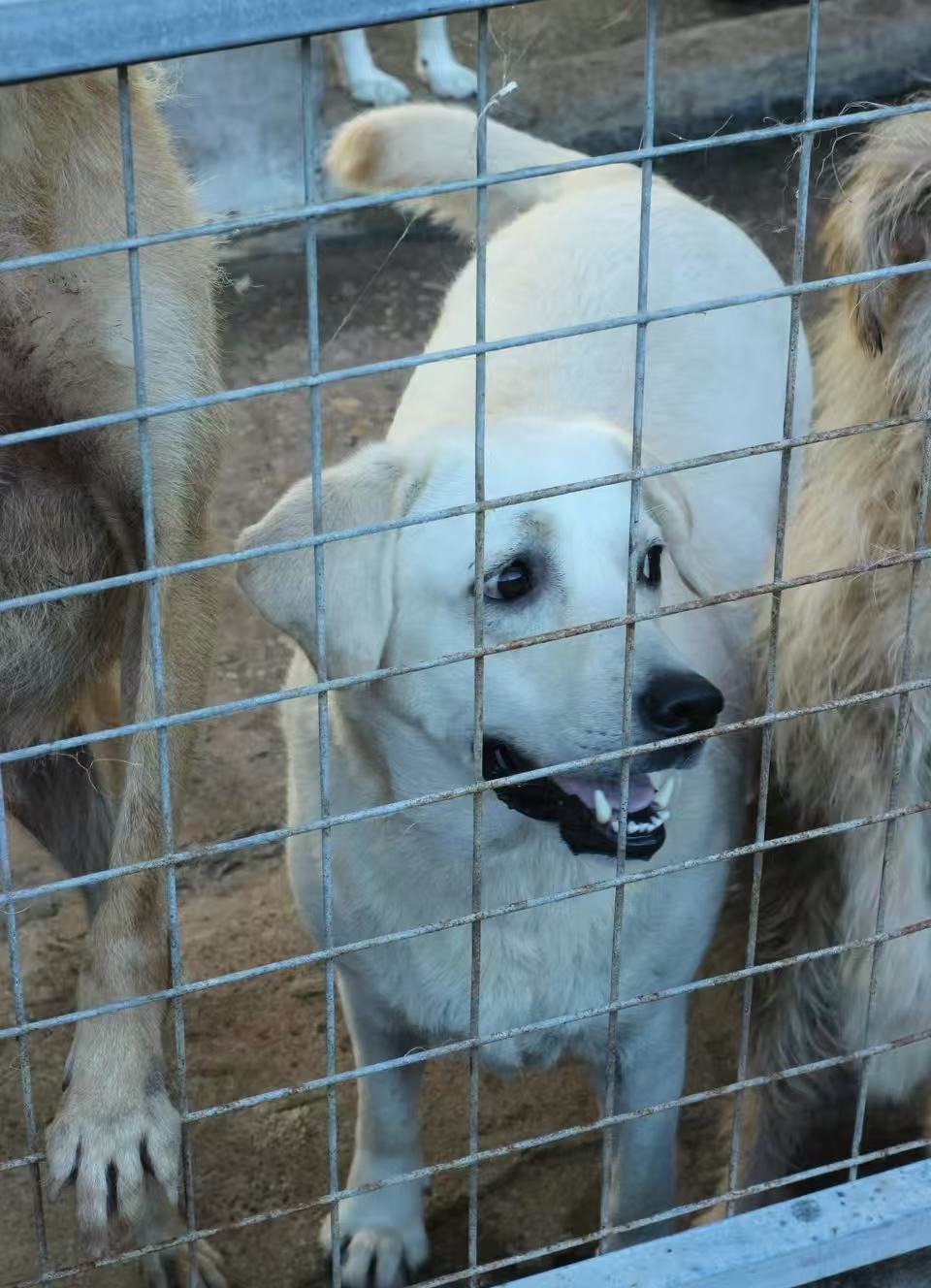 The Shelter Dog Who Loved the Sun