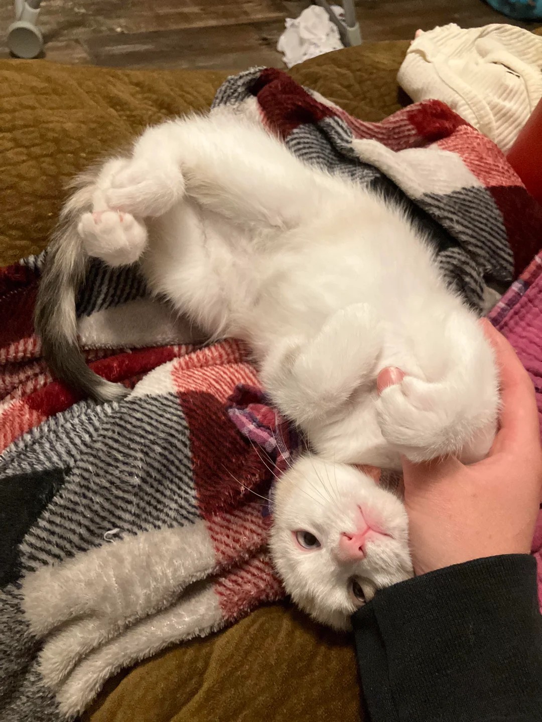 Returned for not being cuddly enough