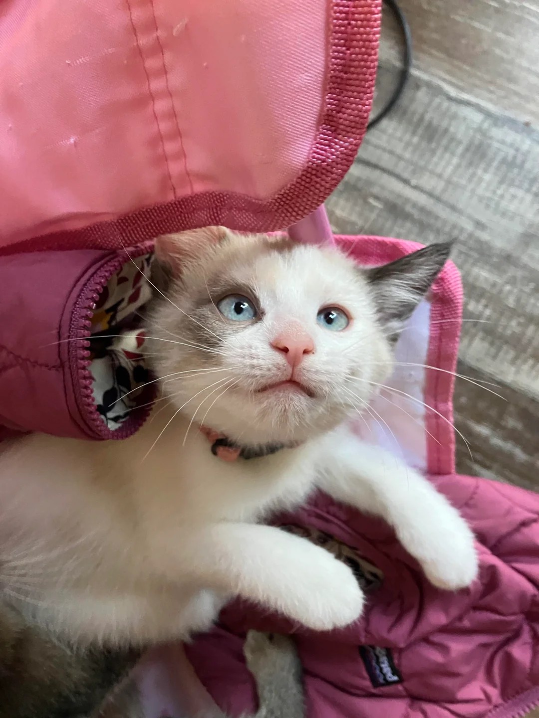 Returned for not being cuddly enough