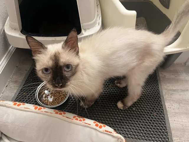 I found a cat on my walk