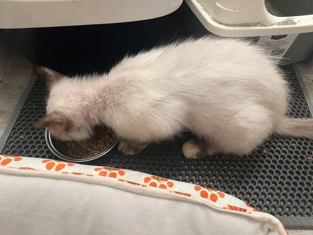 I found a cat on my walk