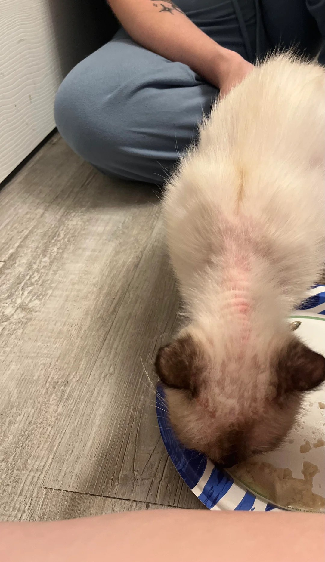 I found a cat on my walk