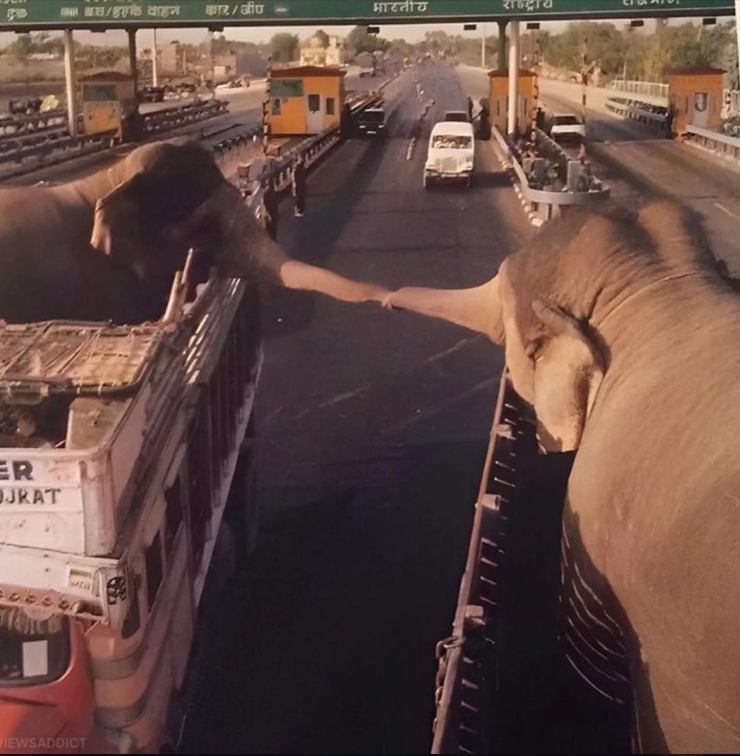 A Final Trunk Embrace: When Two Elephants Said Goodbye