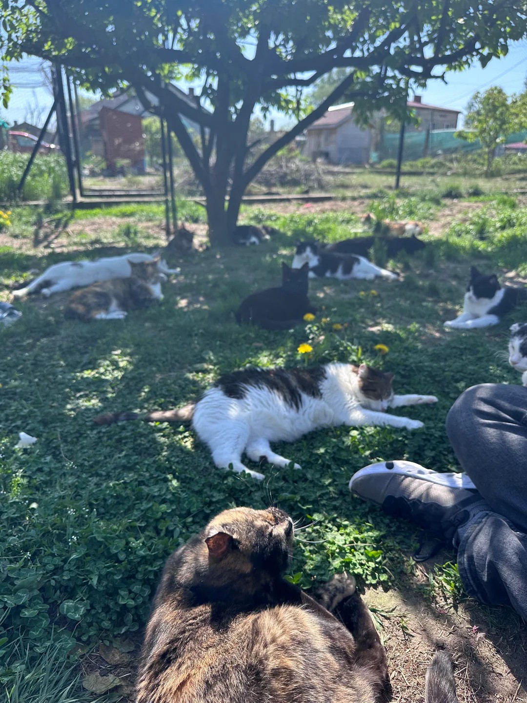 Where Love Has Nine Lives: A Sanctuary for 130 Disabled Cats