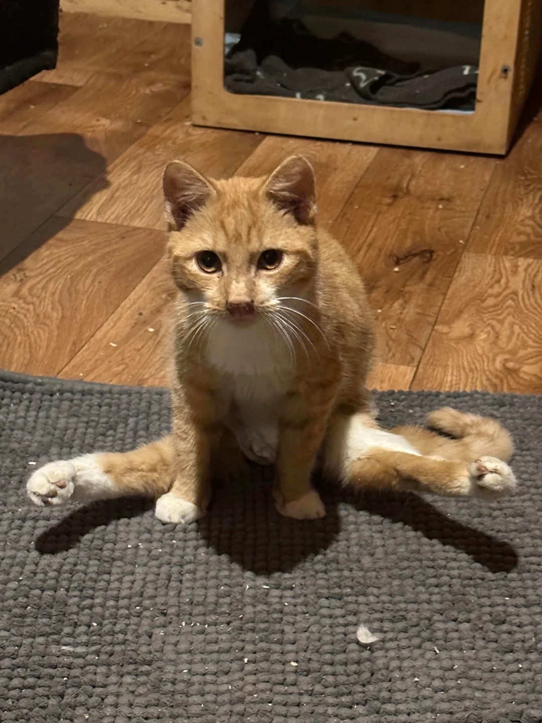 Where Love Has Nine Lives: A Sanctuary for 130 Disabled Cats