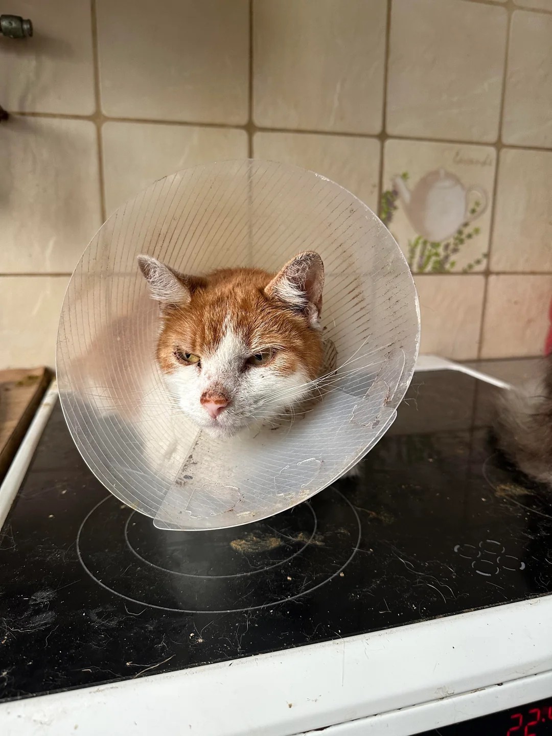 Where Love Has Nine Lives: A Sanctuary for 130 Disabled Cats