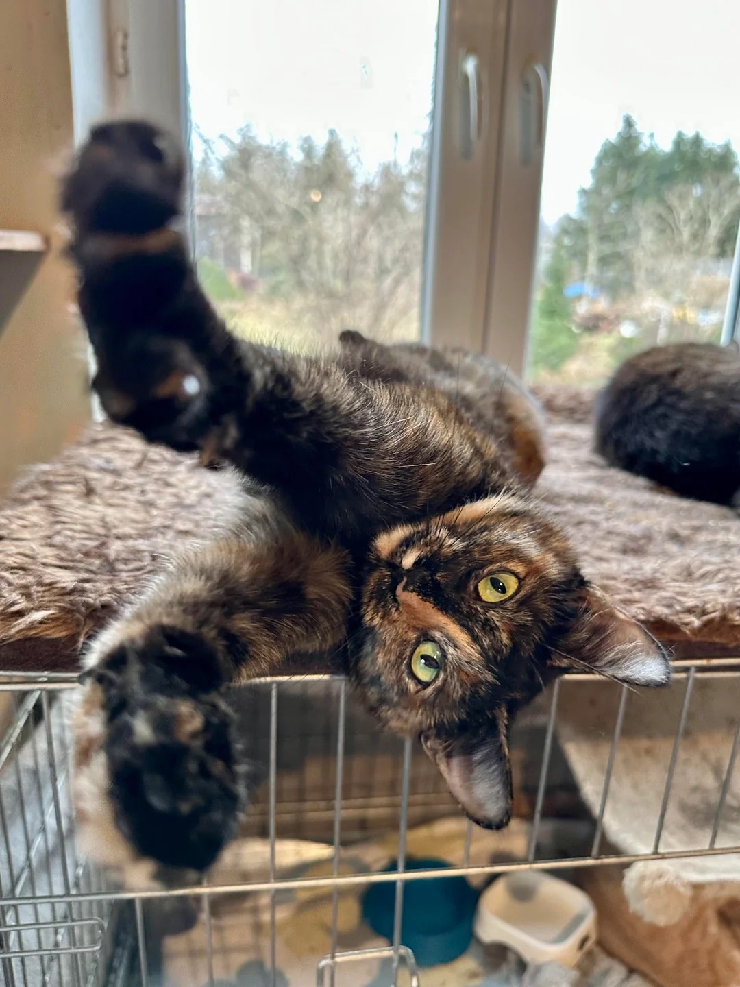 Where Love Has Nine Lives: A Sanctuary for 130 Disabled Cats