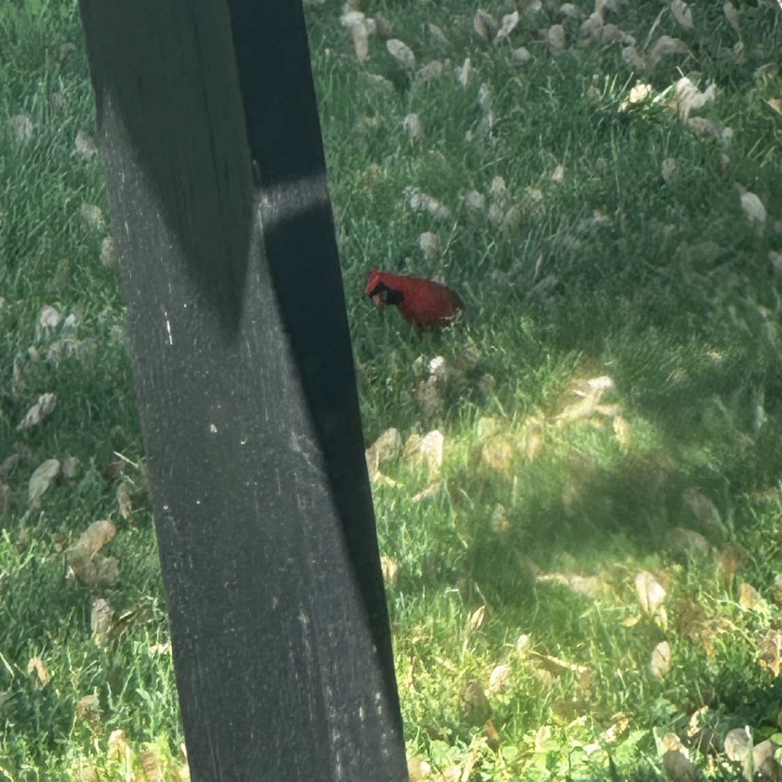 cardinal 