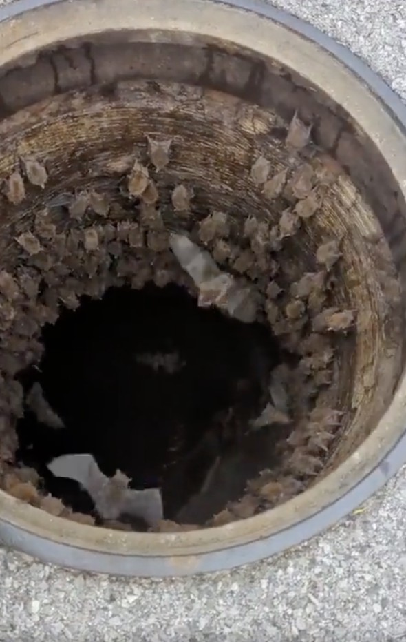Manhole filled with bats😱