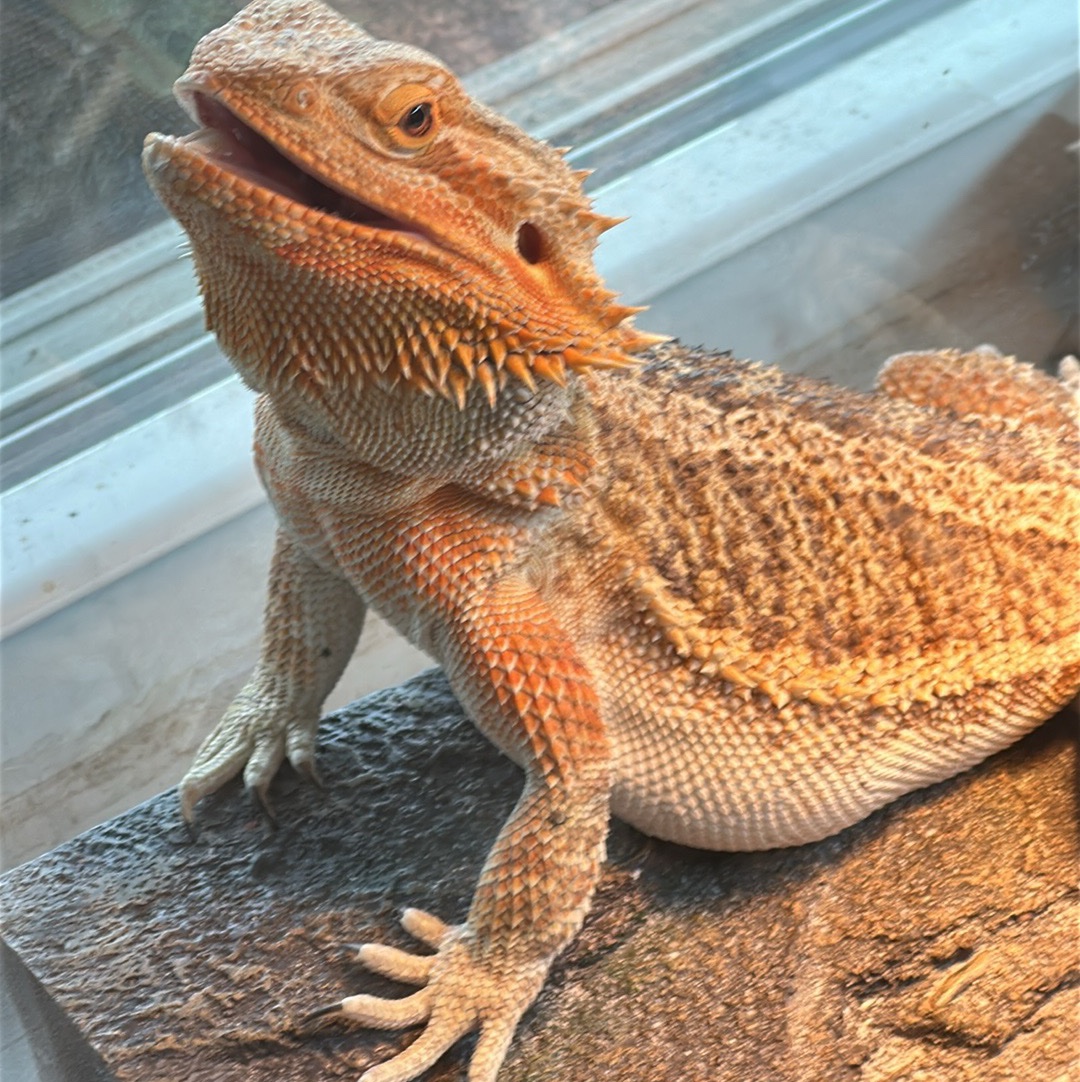 Lady