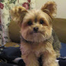 Pamie