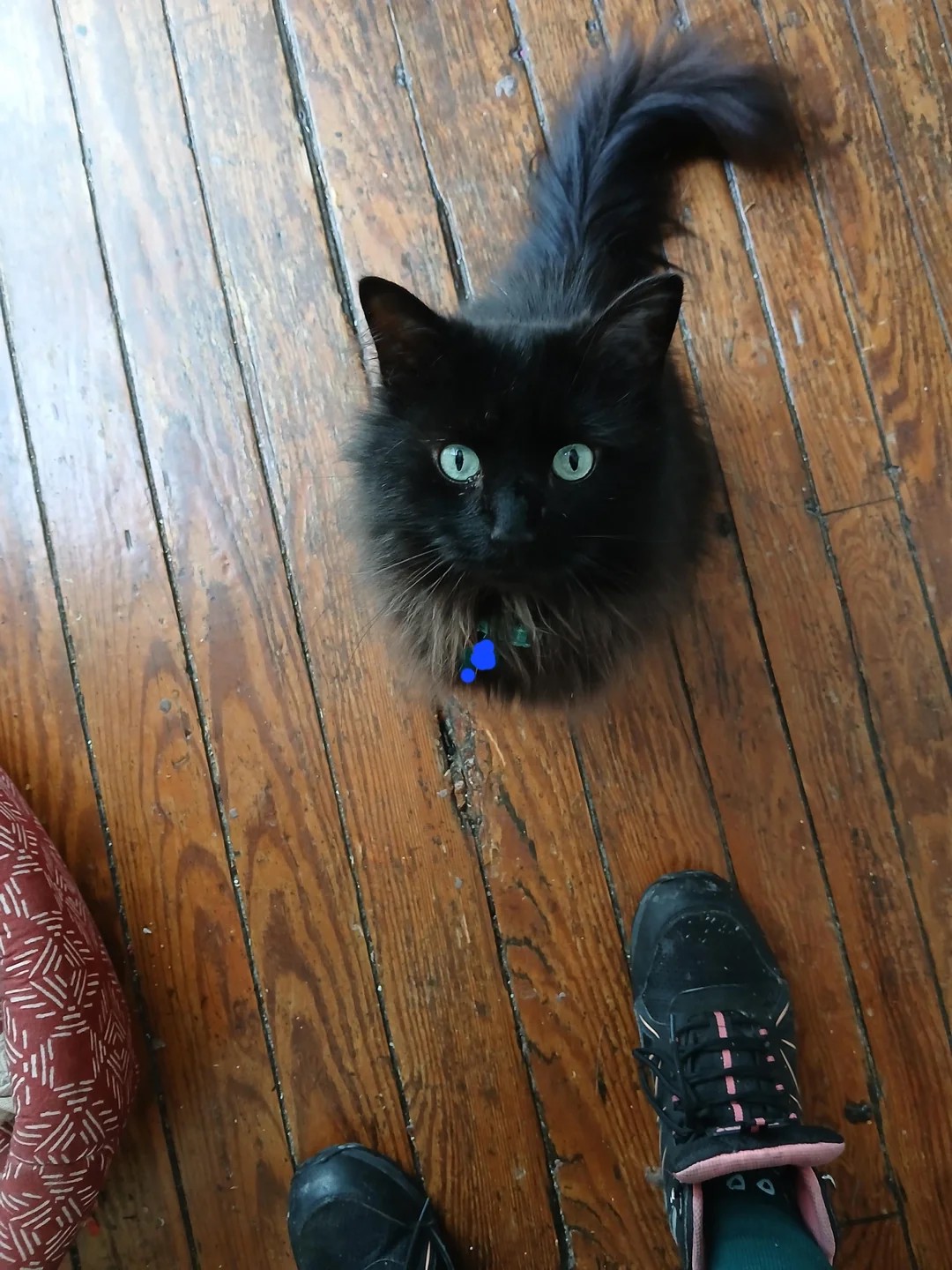 A Gentle Halloween Reminder for Black Cat Parents 🐈‍⬛🍂